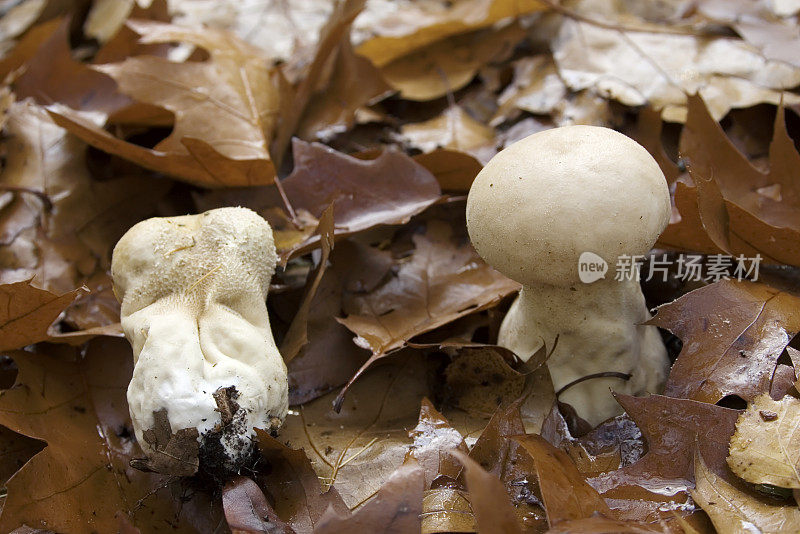 杵形绒球(Calvatia expuliformis)